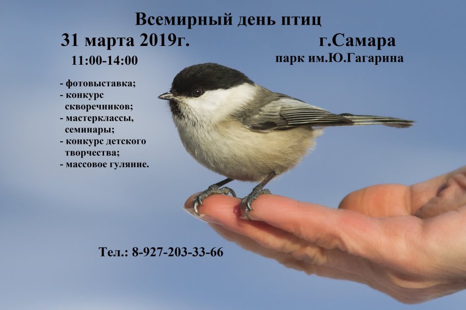 Гаичка птица
