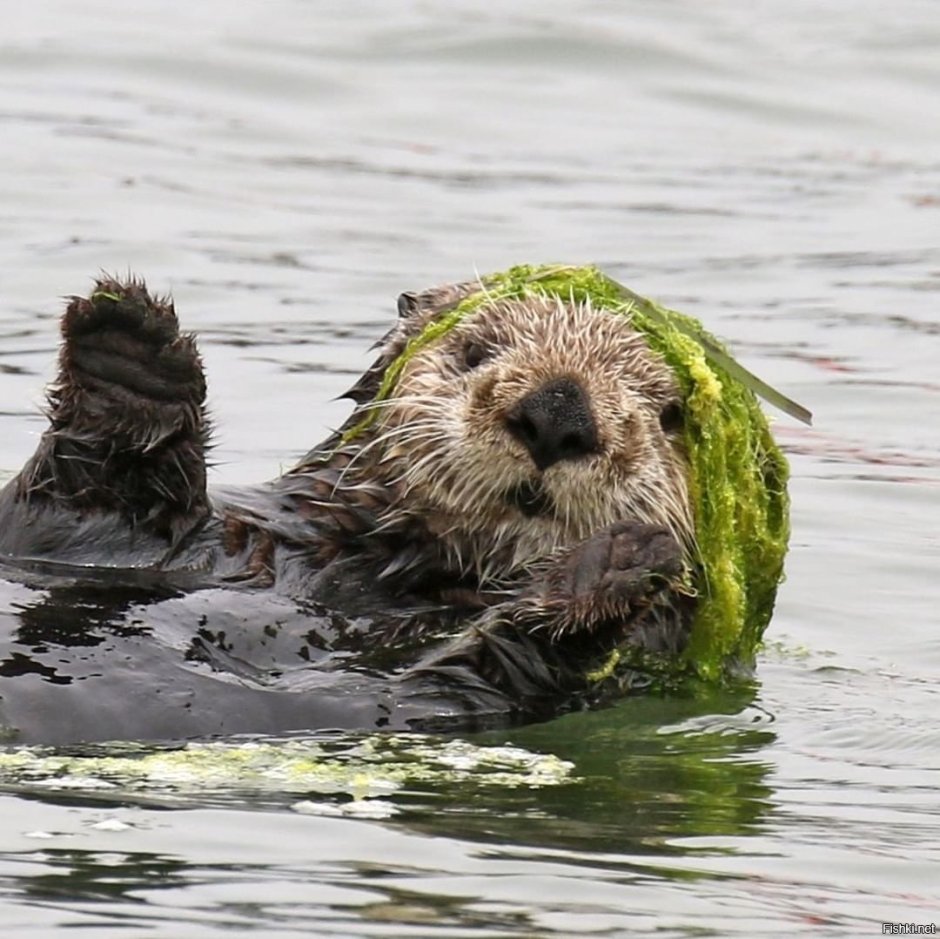 Канадский Бобр (Castor canadensis)