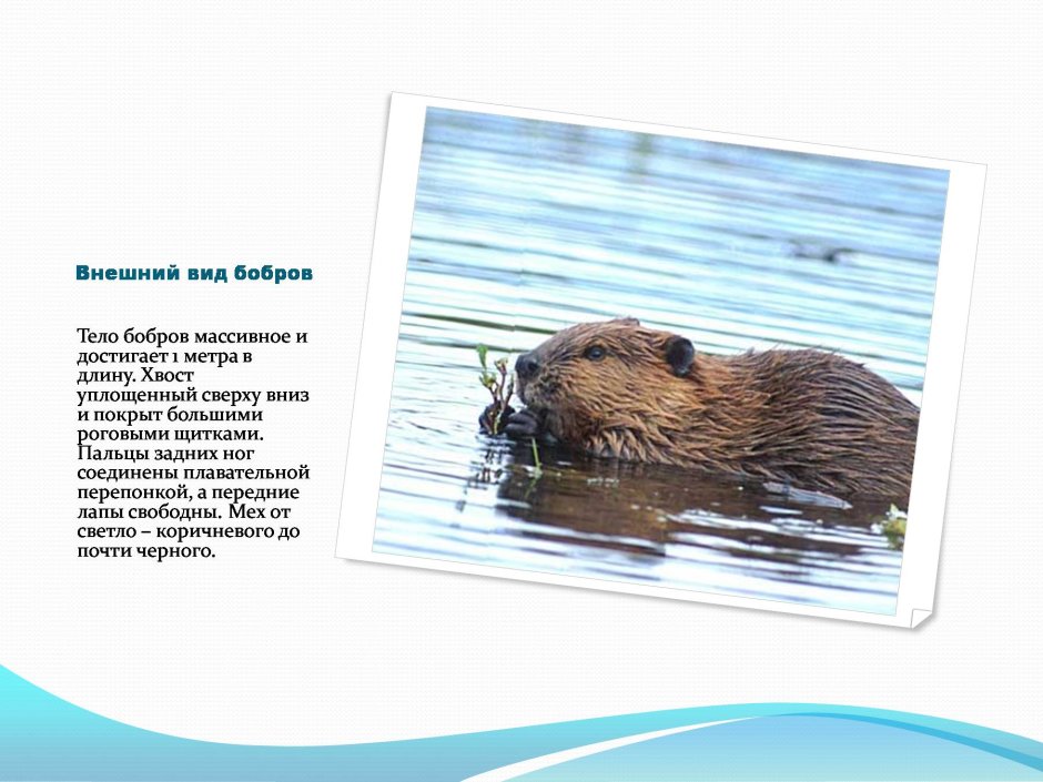 Бобр бобриха и бобрята