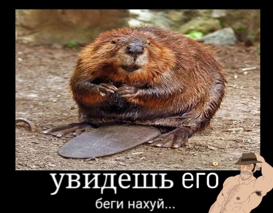 Святые бобры