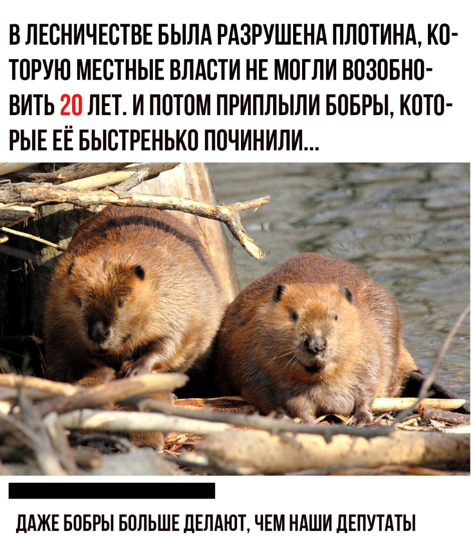 Испуганный Бобр