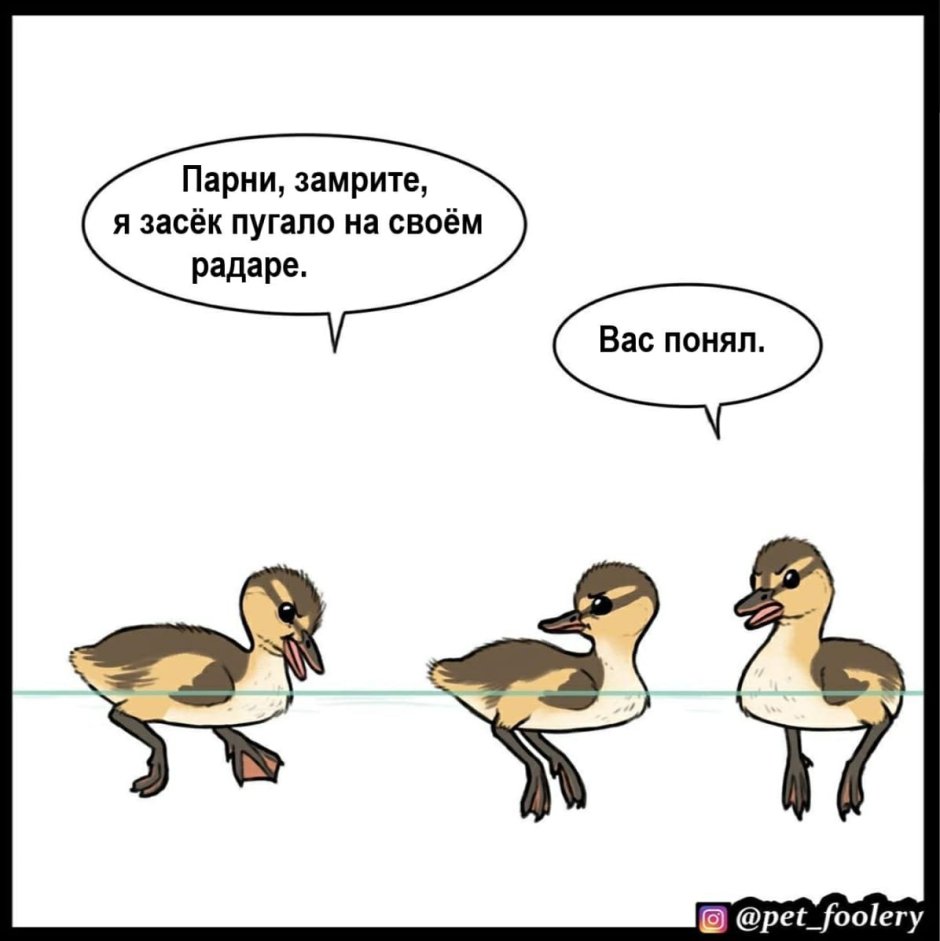 Приколы про утку