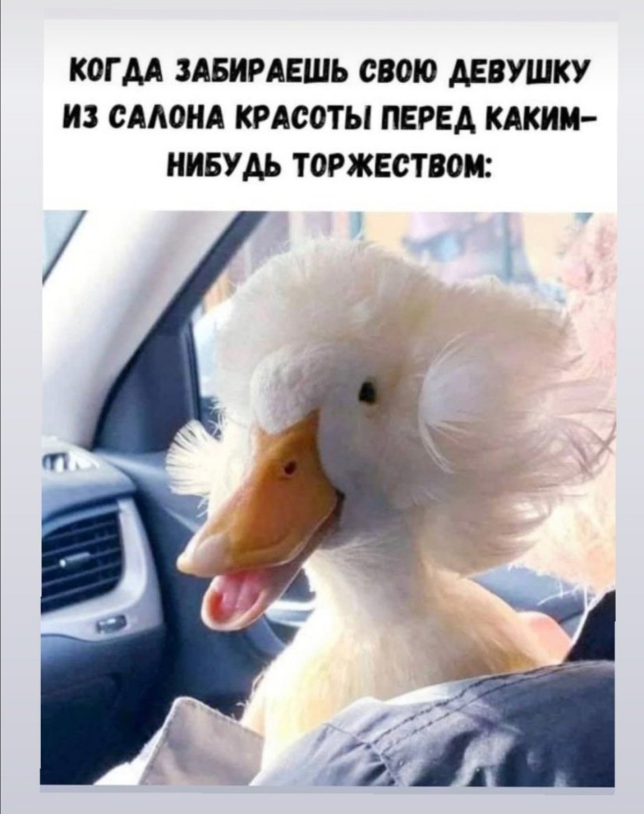 Гусь в шапке