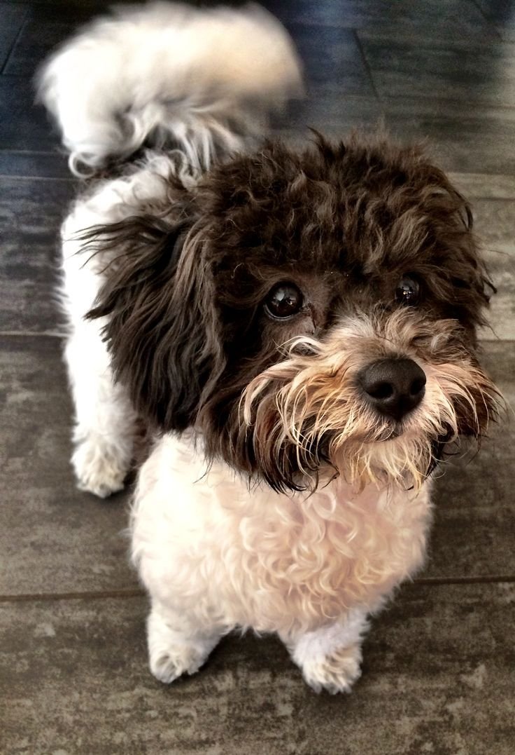 Бишон фризе черный