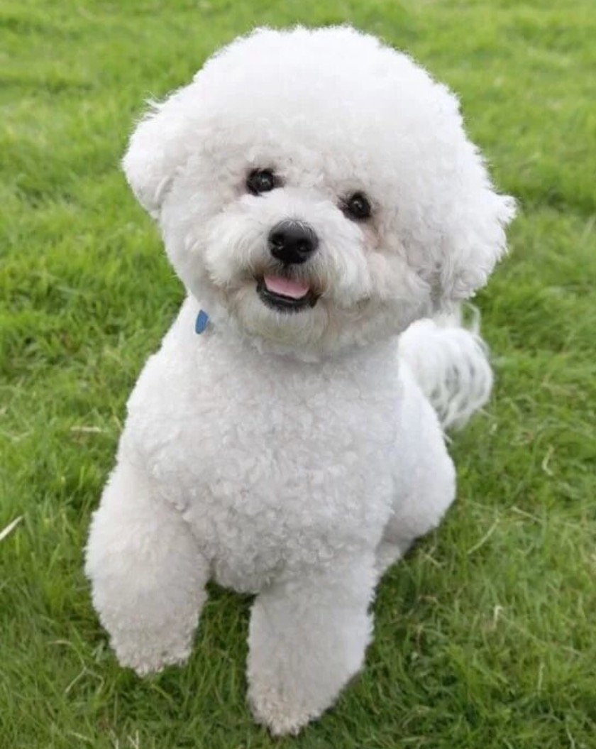 Белый пудель Бишон фризе