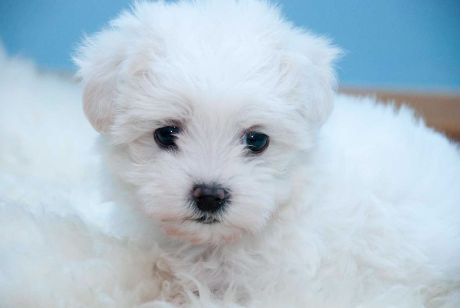 Бишон фризе