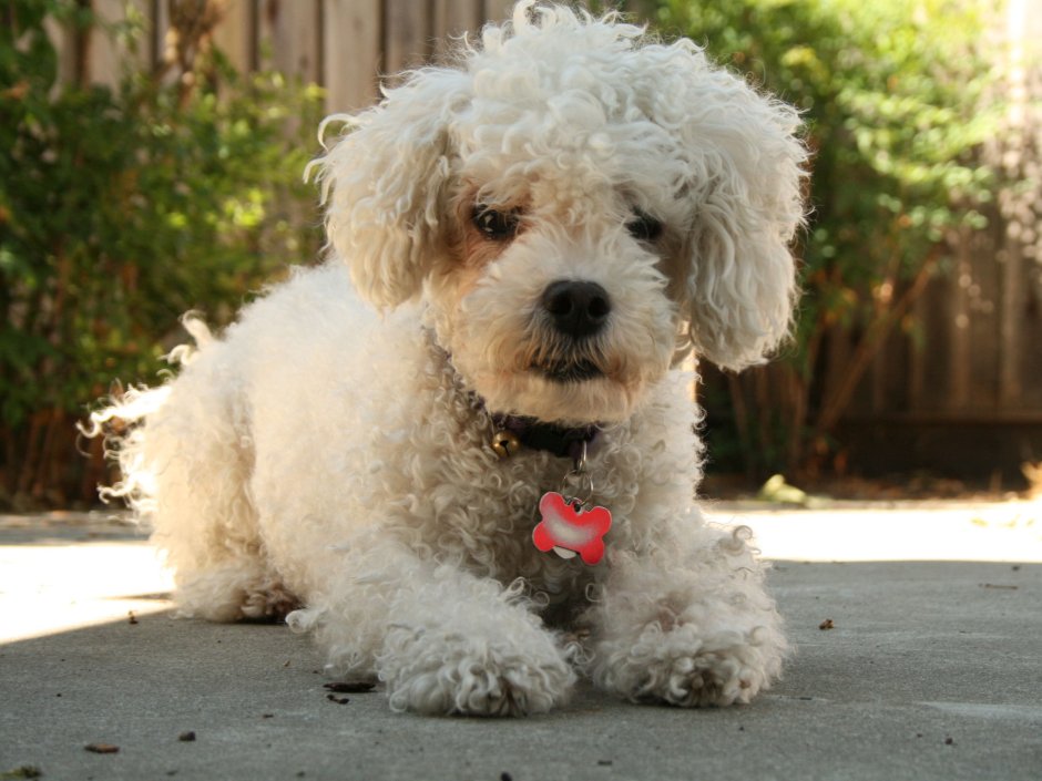 Бишон фризе