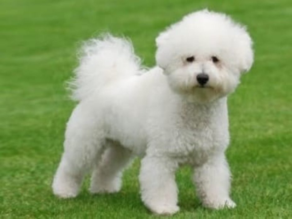 Порода Бишон фризе