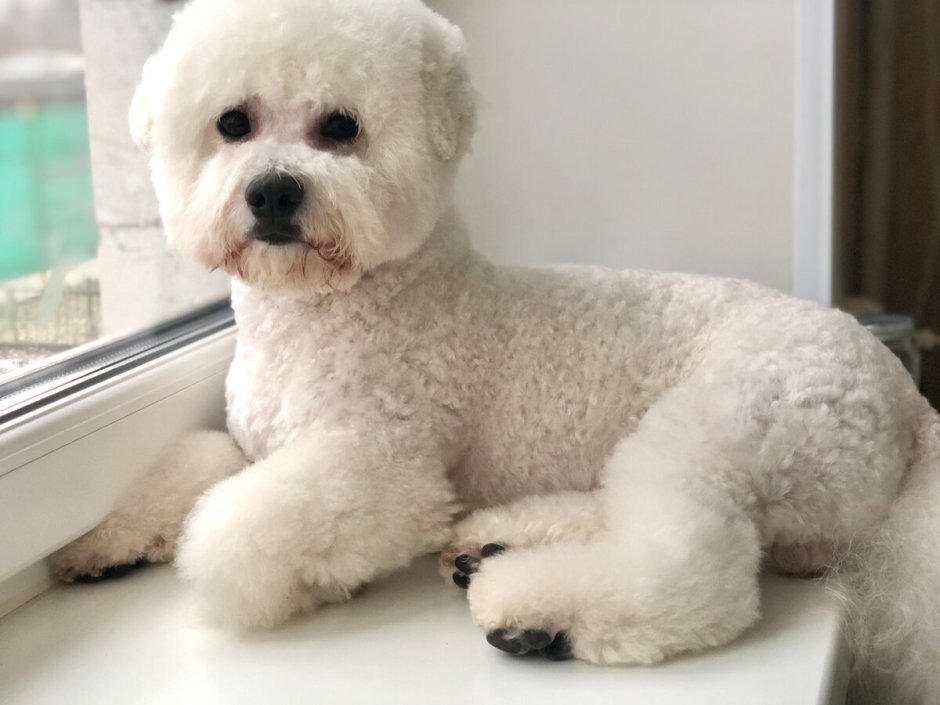 Бишон пудель мини
