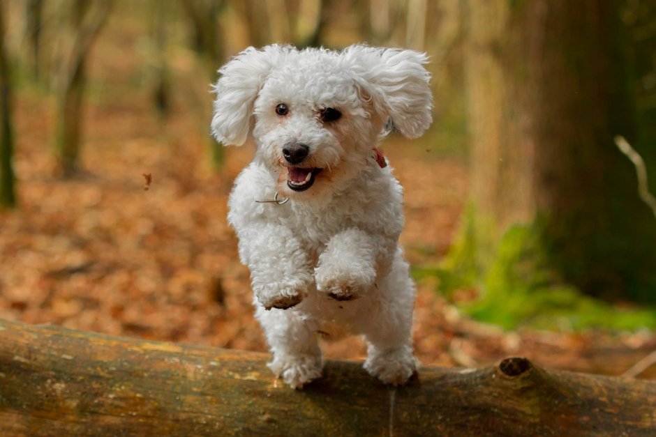 Порода Бишон