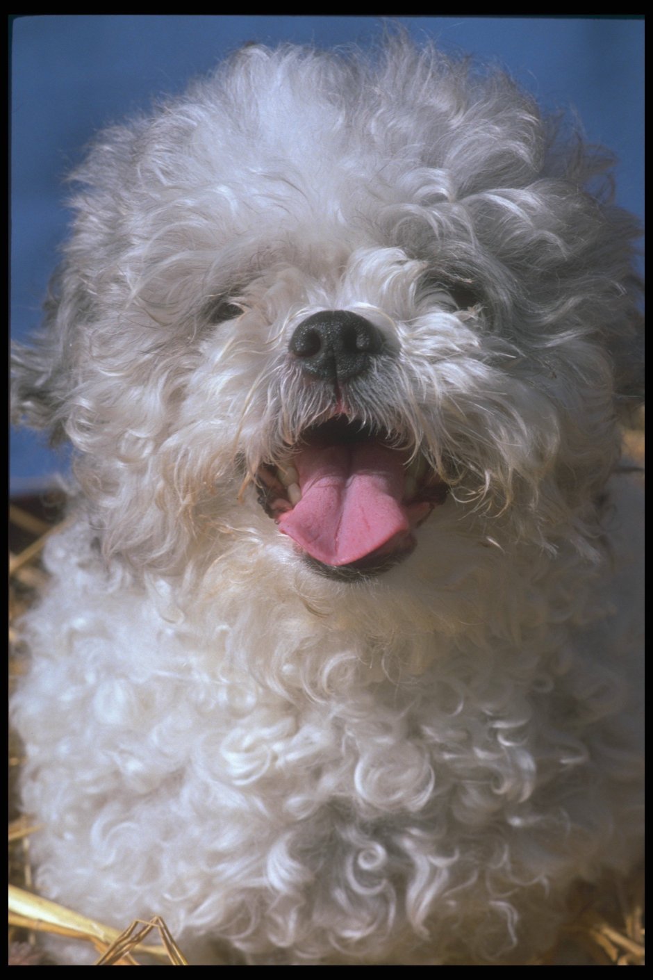 Голландский Бишон