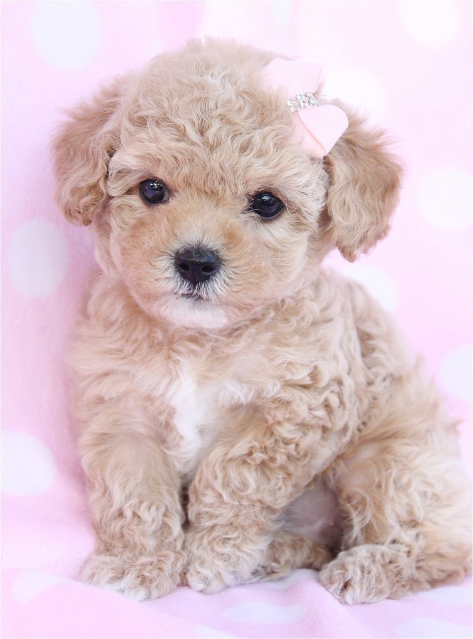 Лабрадудель белый