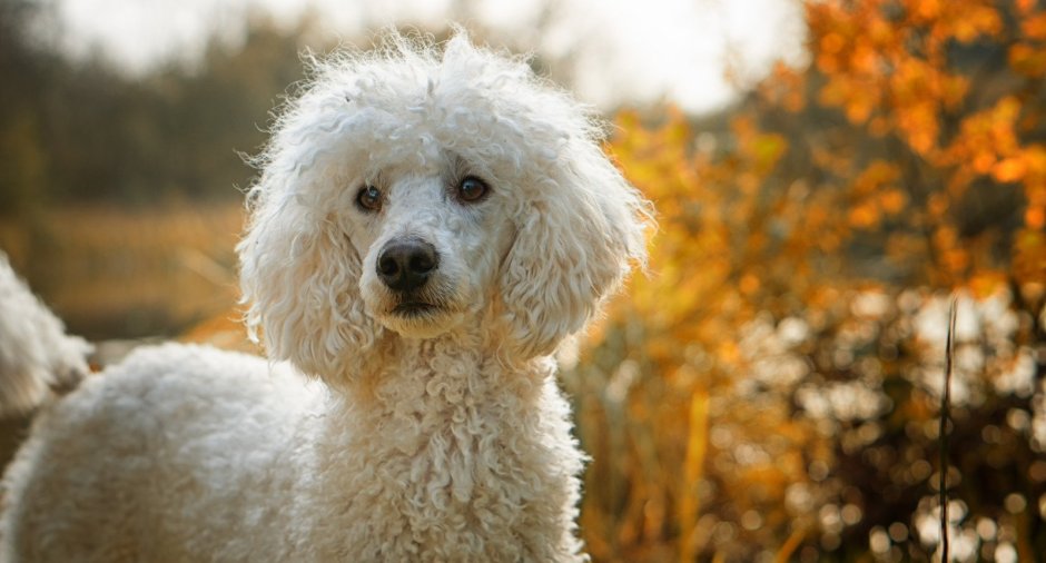 Лабрадудль белый