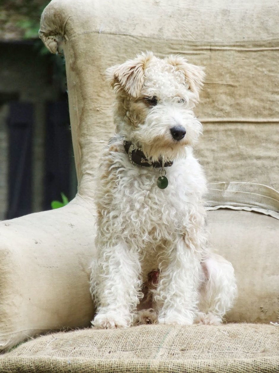 Вест хайленд Блэк терьер