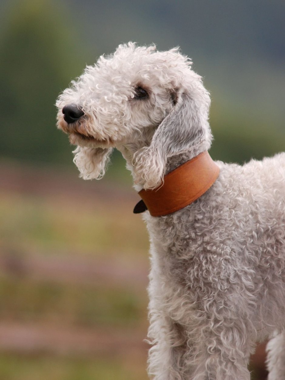 Кудрявый пёс спит