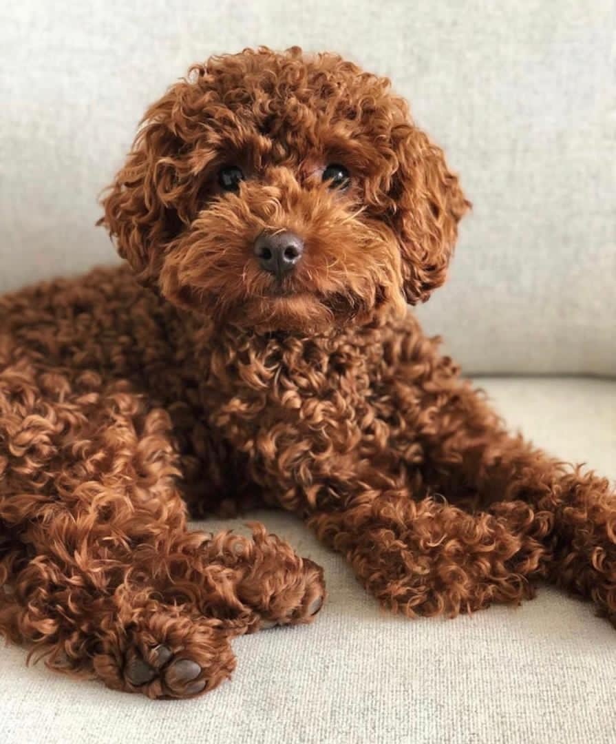 Какая собака у Виктории Бони Тедди пудель