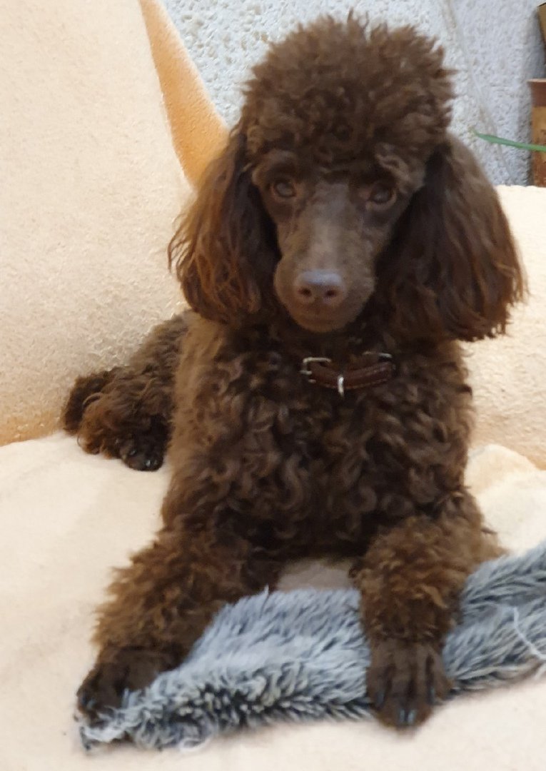 Карликовый пудель шоколадный