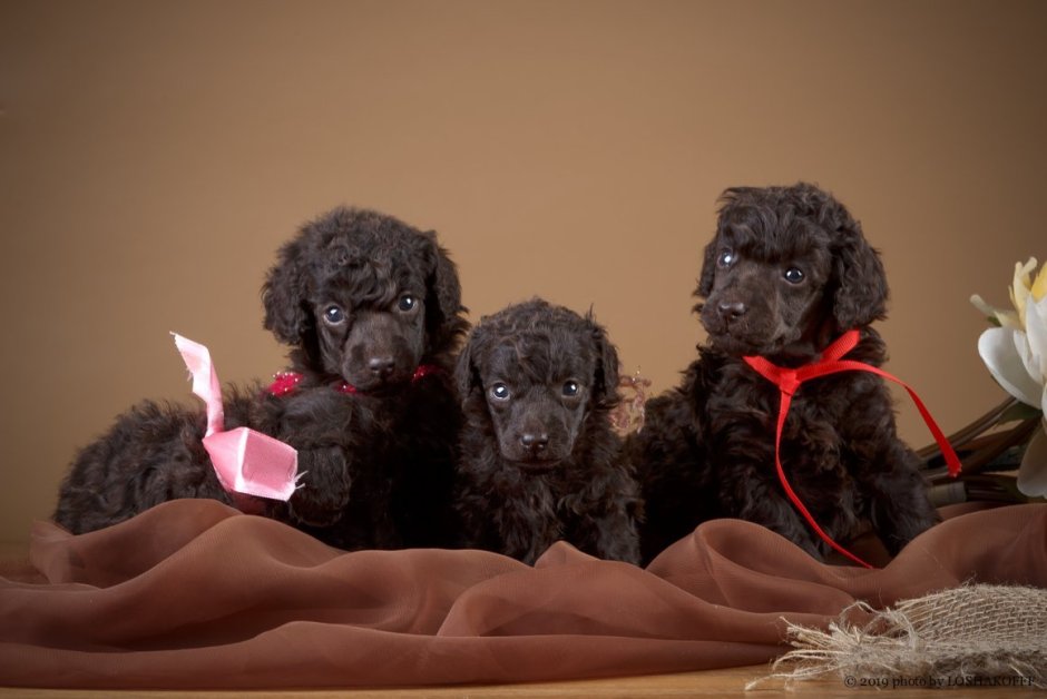 Малый пудель шоколадный