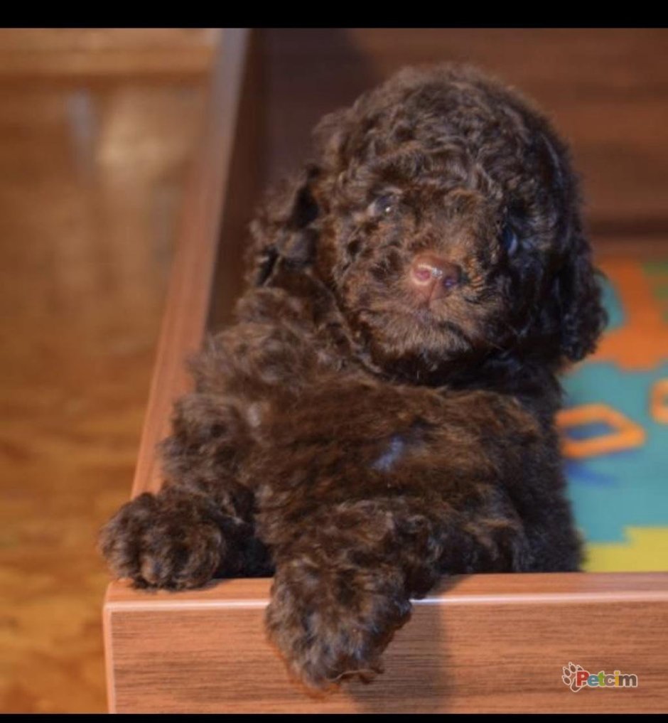 Гипоаллергенные собаки Дредд хар