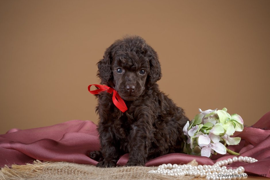 Королевский пудель шоколадный