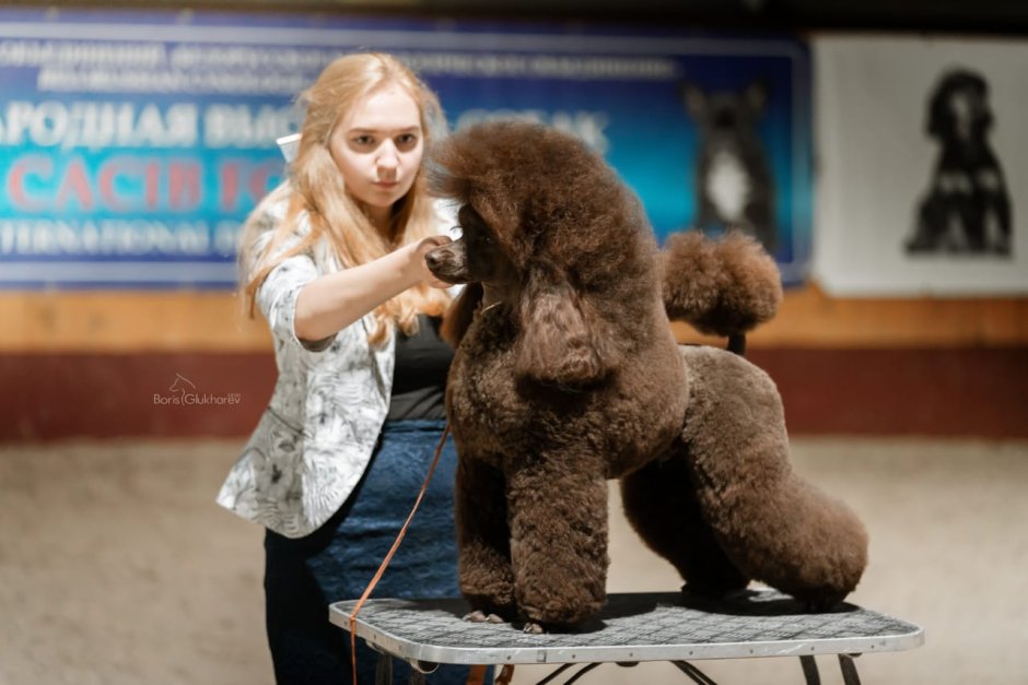 Карликовый пудель шоколадный