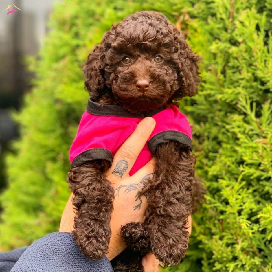 Пудели с бантом картинки