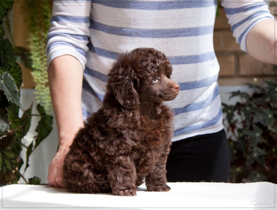 Питбуль пудель