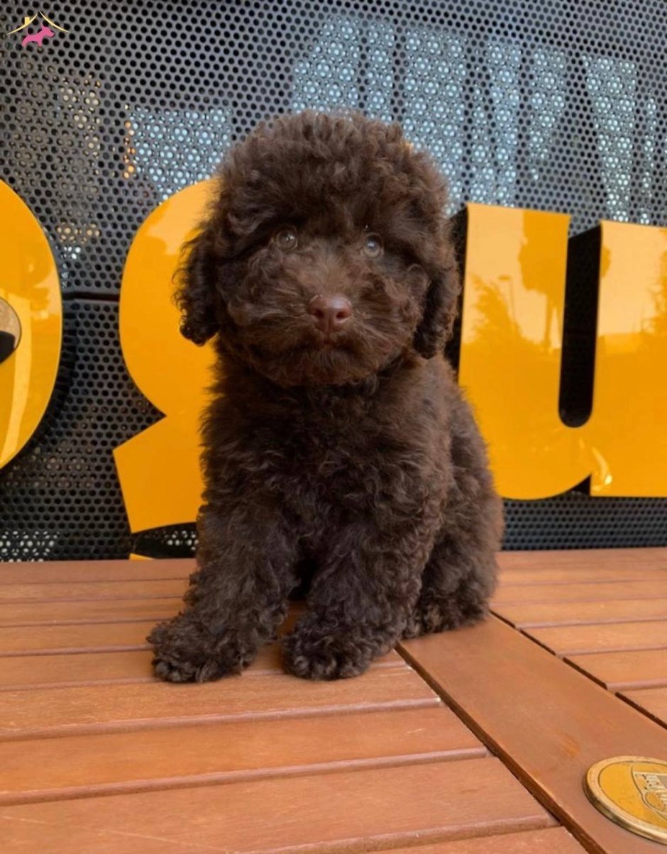 Карликовый пудель шоколадный чёрный