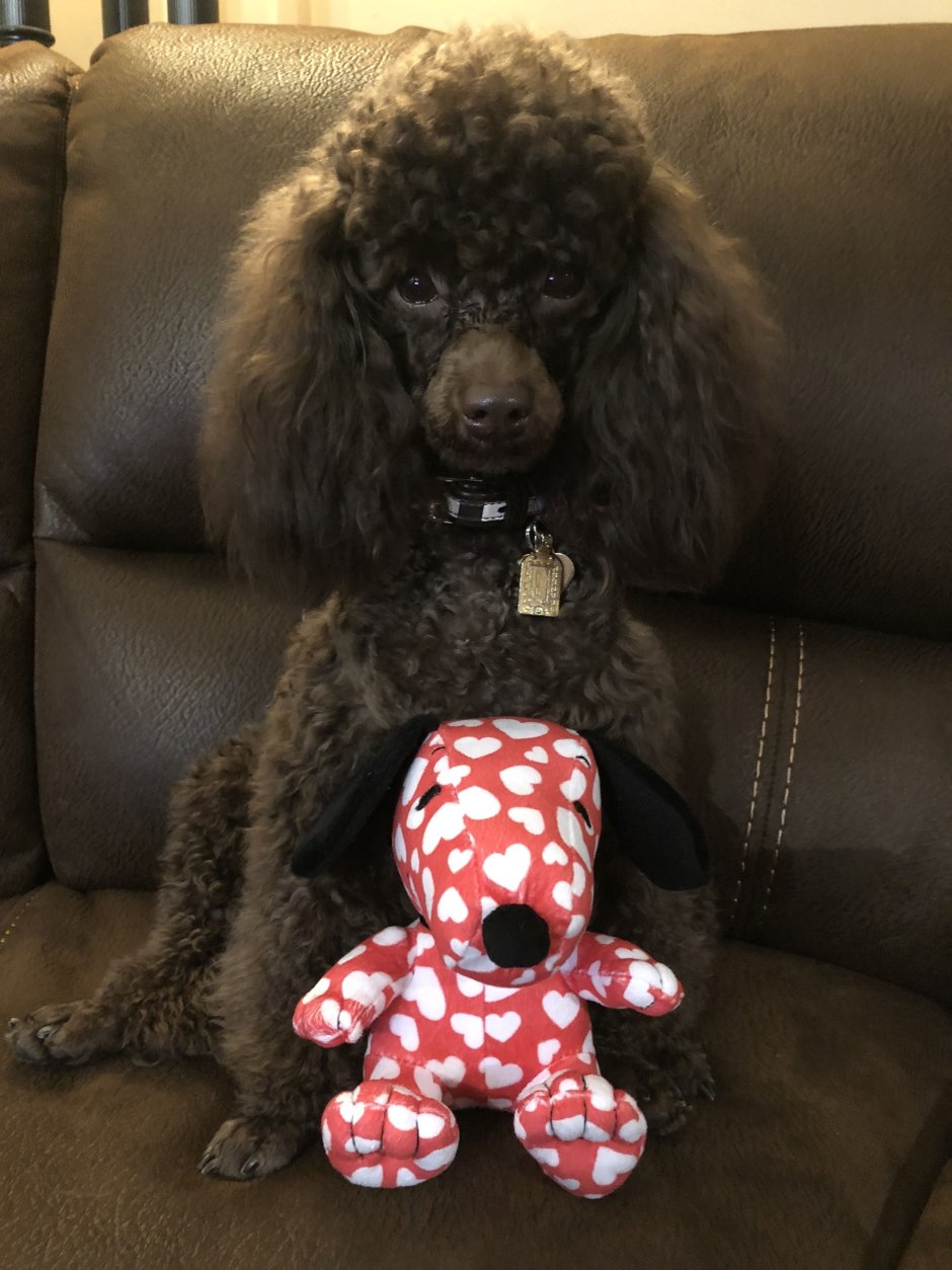 Той пудель мальтипу