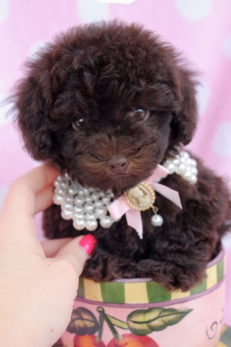 Пудель средний шоколадный