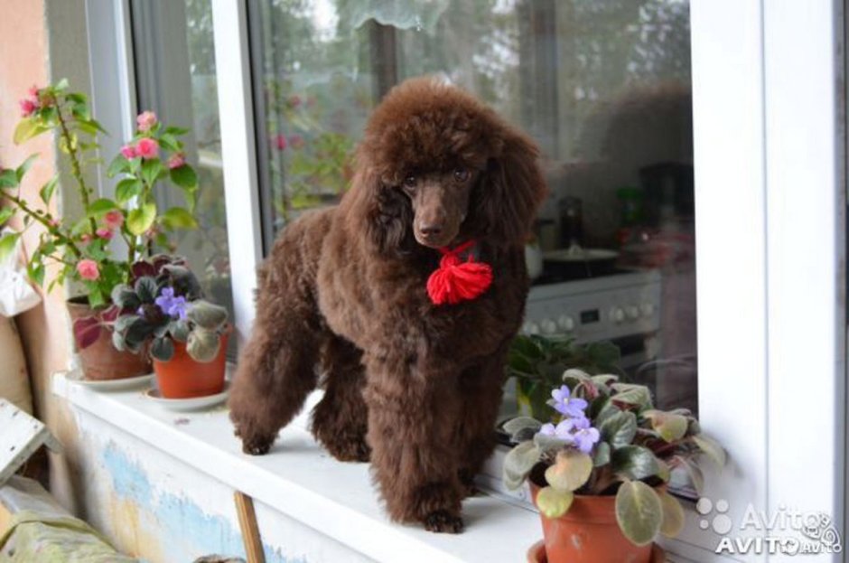 Королевский пудель коричневый