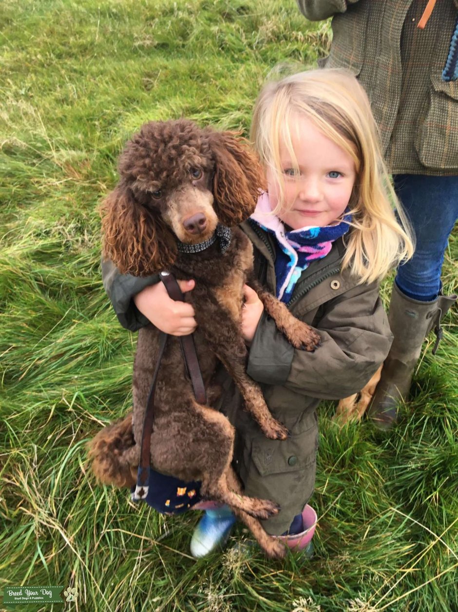 Шоколадный щенок пудель