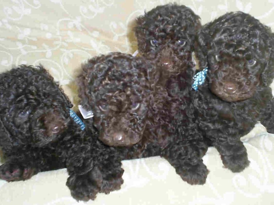 Леггеро Данзатори