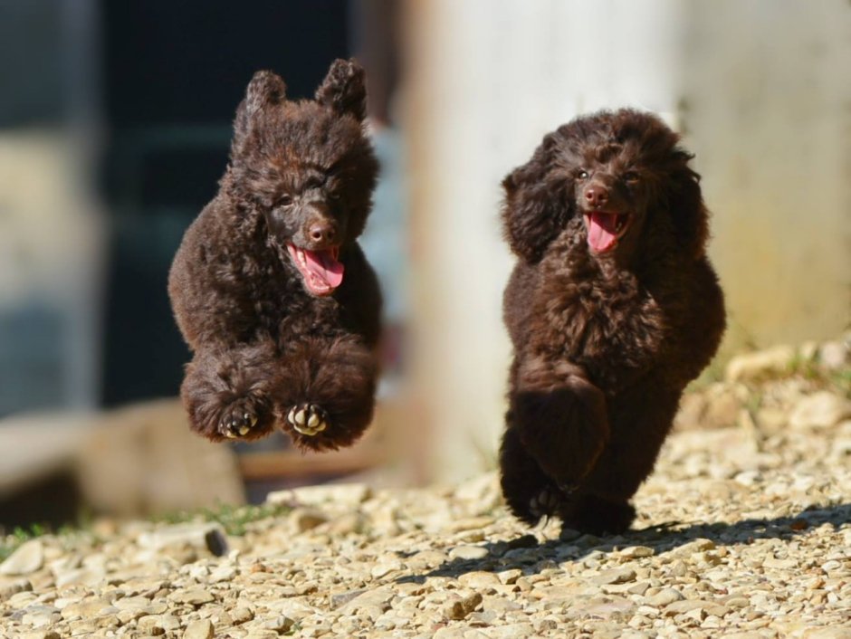 Карликовый пудель шоколадный