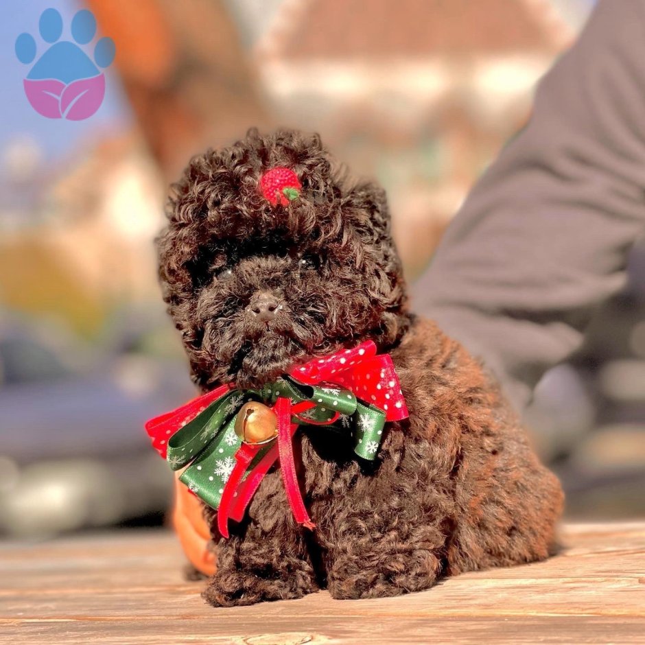 Той пудель шоколадный