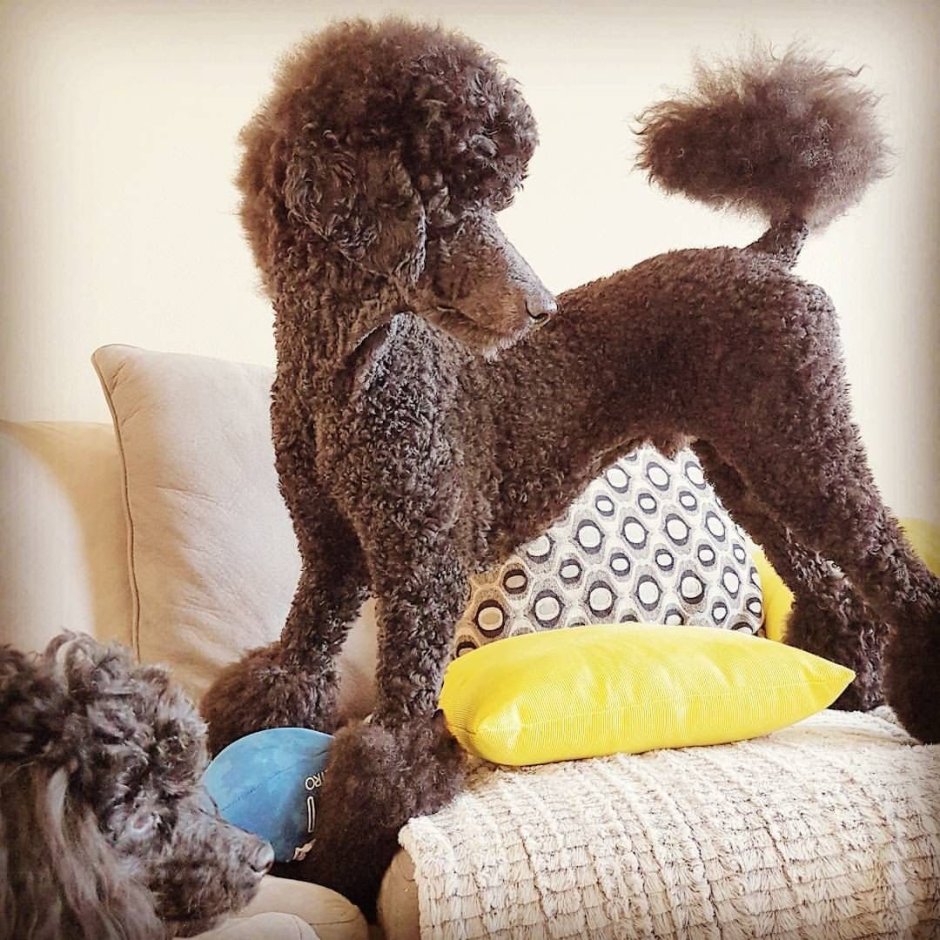 Королевский пудель ВЛОГ