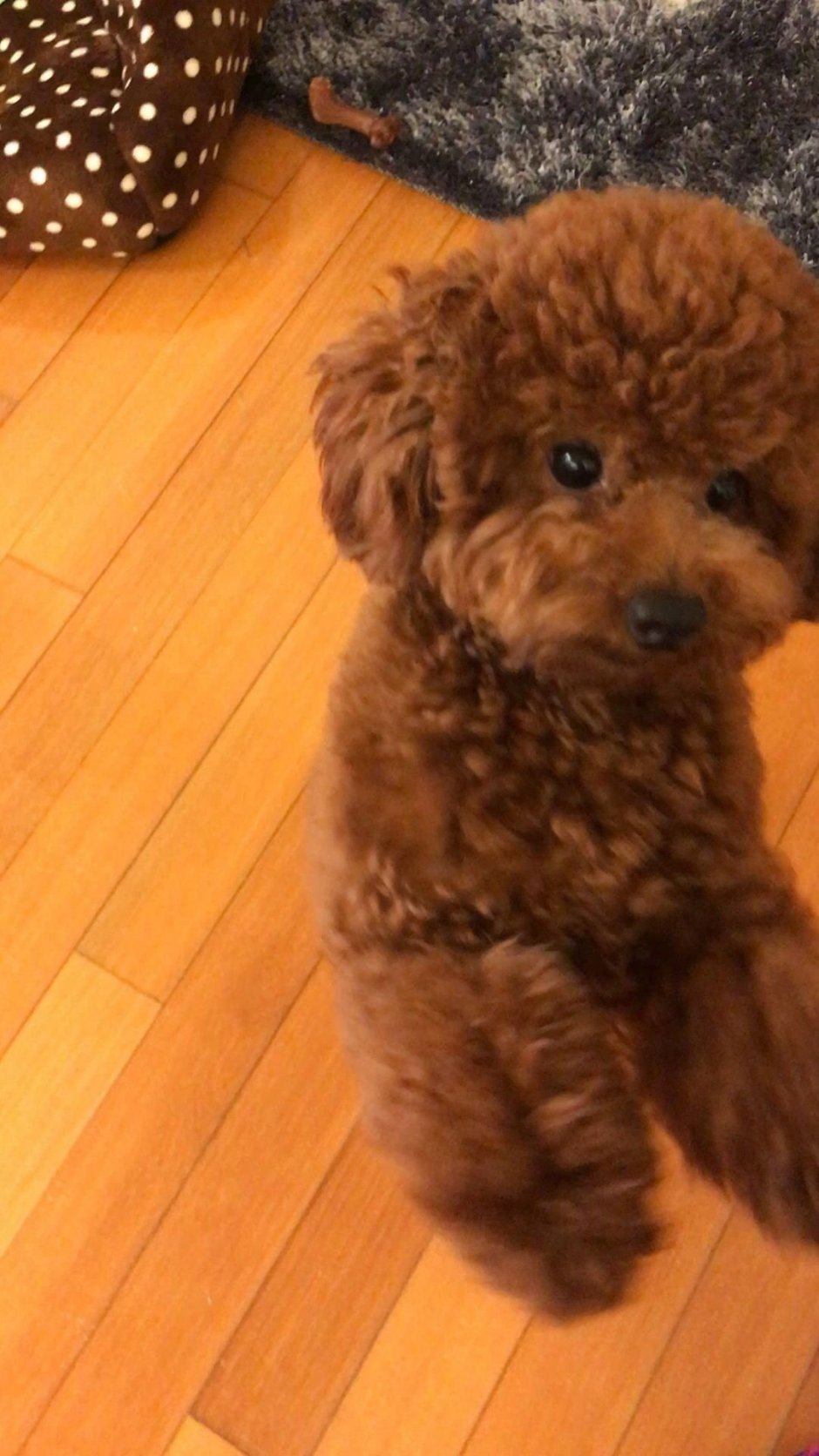 Карликовый пудель шоколад