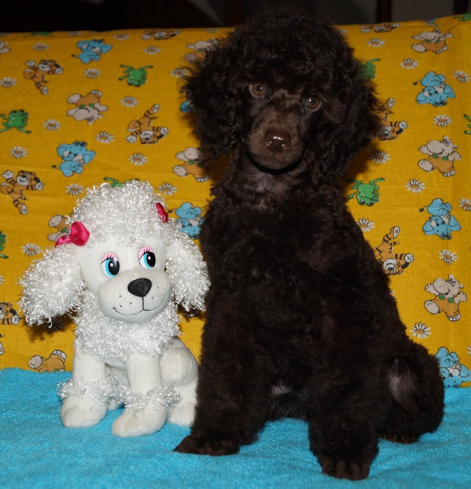 Chocolate Poodle Puppy