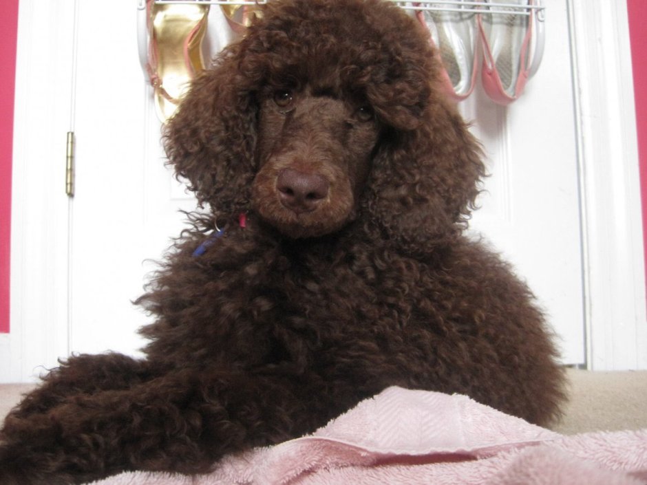 Тини пудель