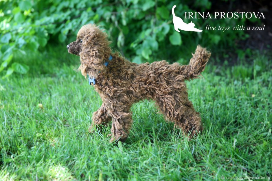 Пудель средний коричневый