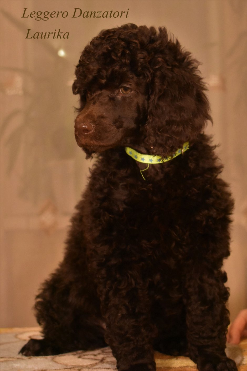 Тикап пудель шоколадный