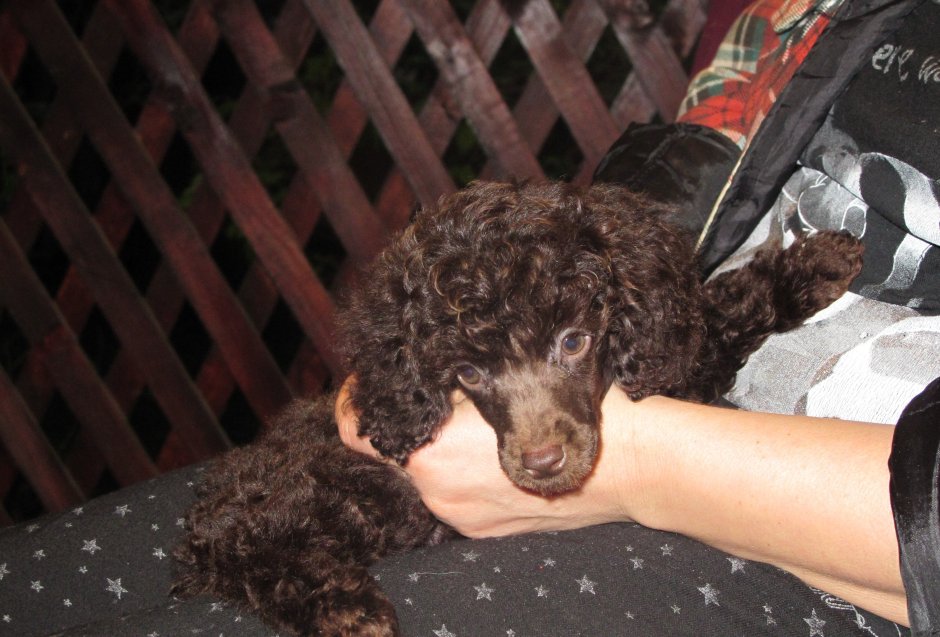 Той пудель шоколадный