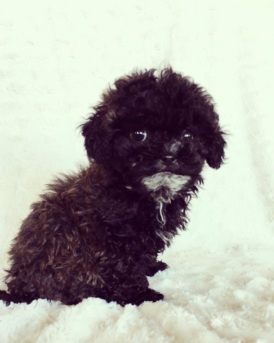 Королевский пудель стриженный полностью