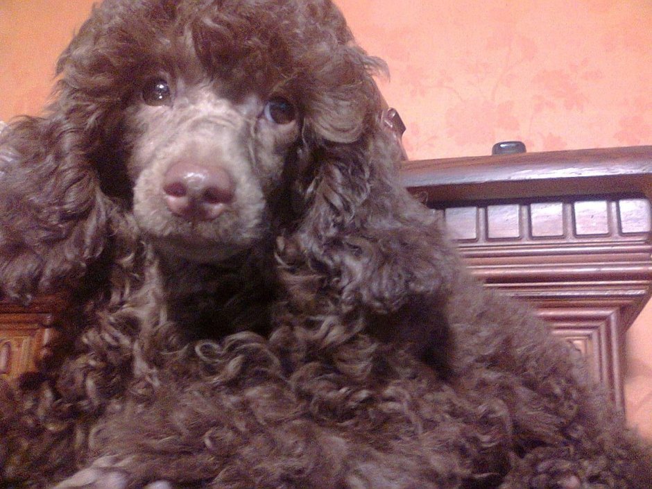 Пудель чемпион мира