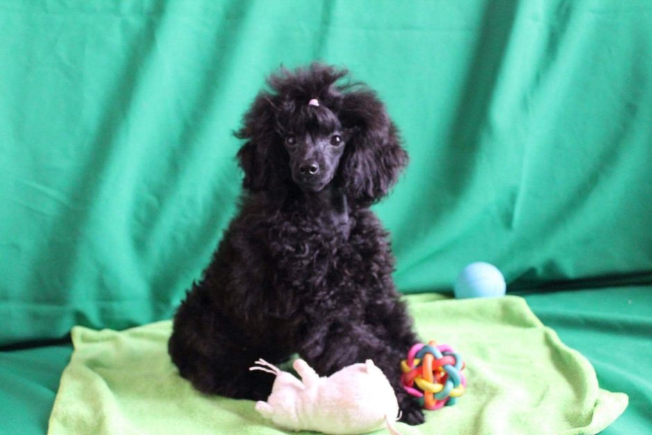 Малый пудель шоколадный