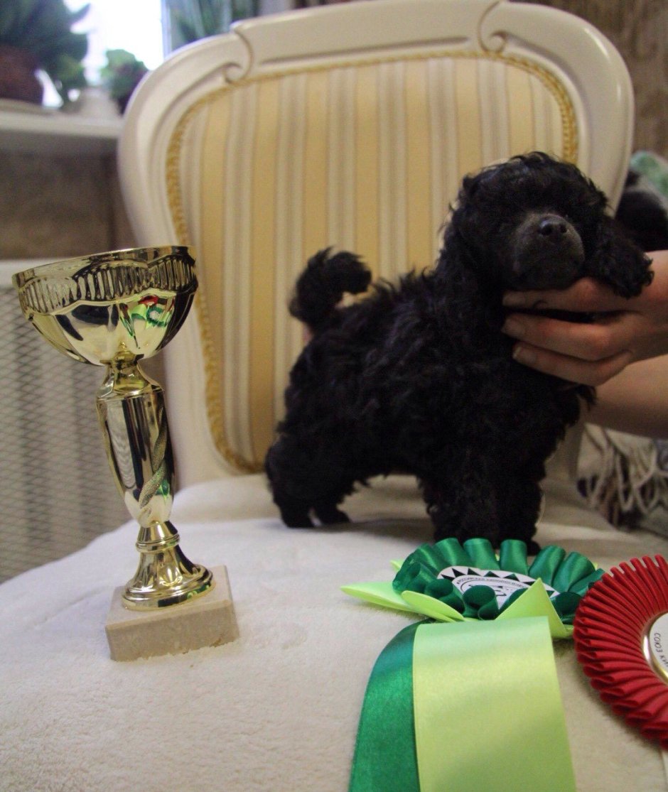 Малый пудель шоколадный