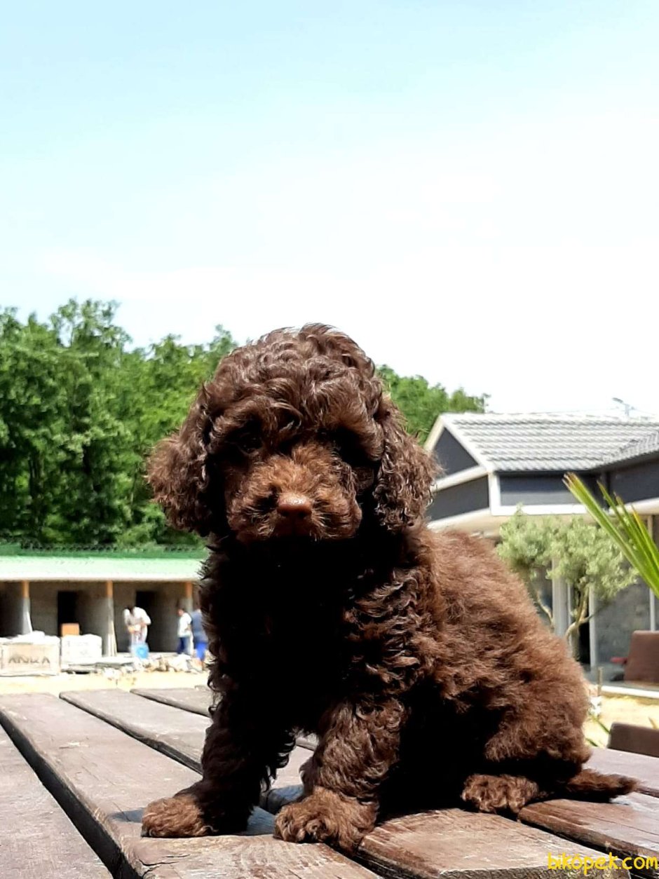 Карликовый пудель шоколадный