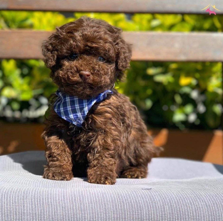 Той пудель шоколадный