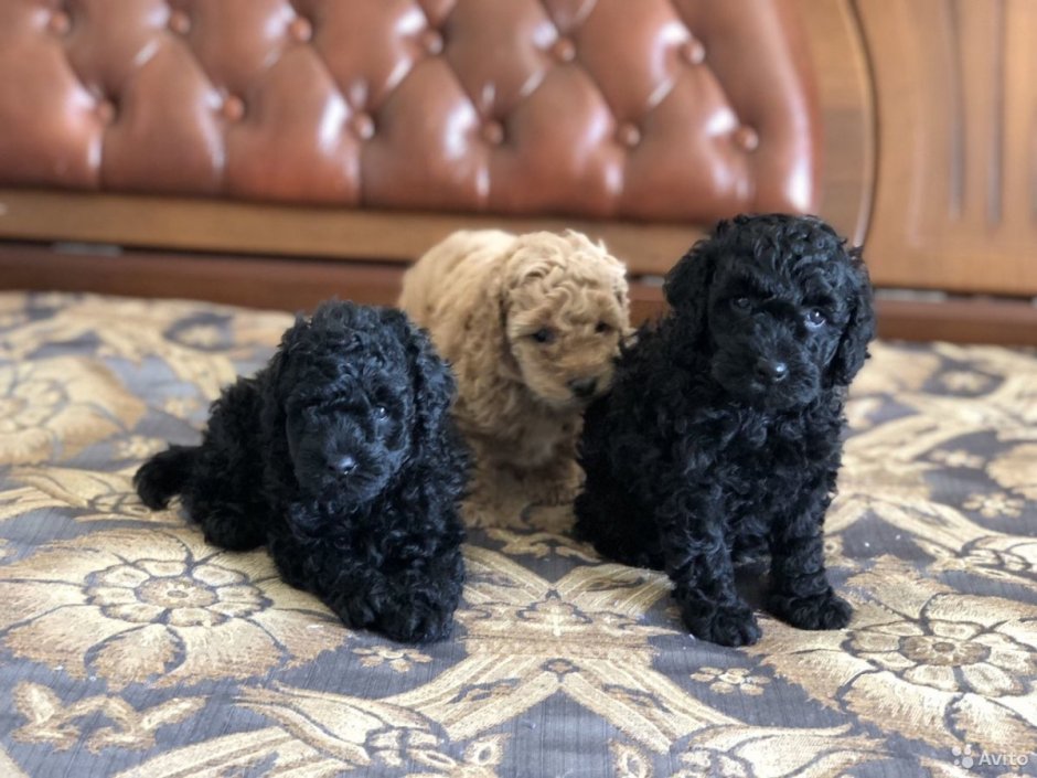 Королевский пудель шоколадный