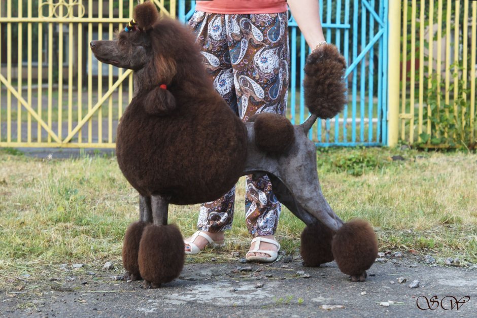 Мальтипу Тедди